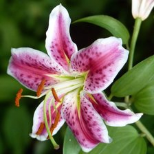 Схема вышивки «Лилия»