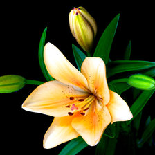 Схема вышивки «Лилия»