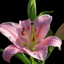 Схема вышивки «Лилия»