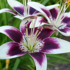 Схема вышивки «Лилия»