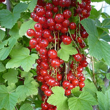 Схема вышивки «Красная смородина»