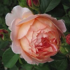 Схема вышивки «Роза»