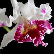 Схема вышивки «Орхидея»