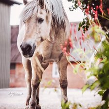 Схема вышивки «Любопытная лошадь»