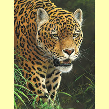 Схема вышивки «Леопард.»