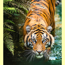 Схема вышивки «Тигр.»
