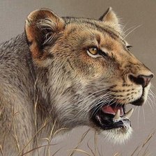 Схема вышивки «дикие»