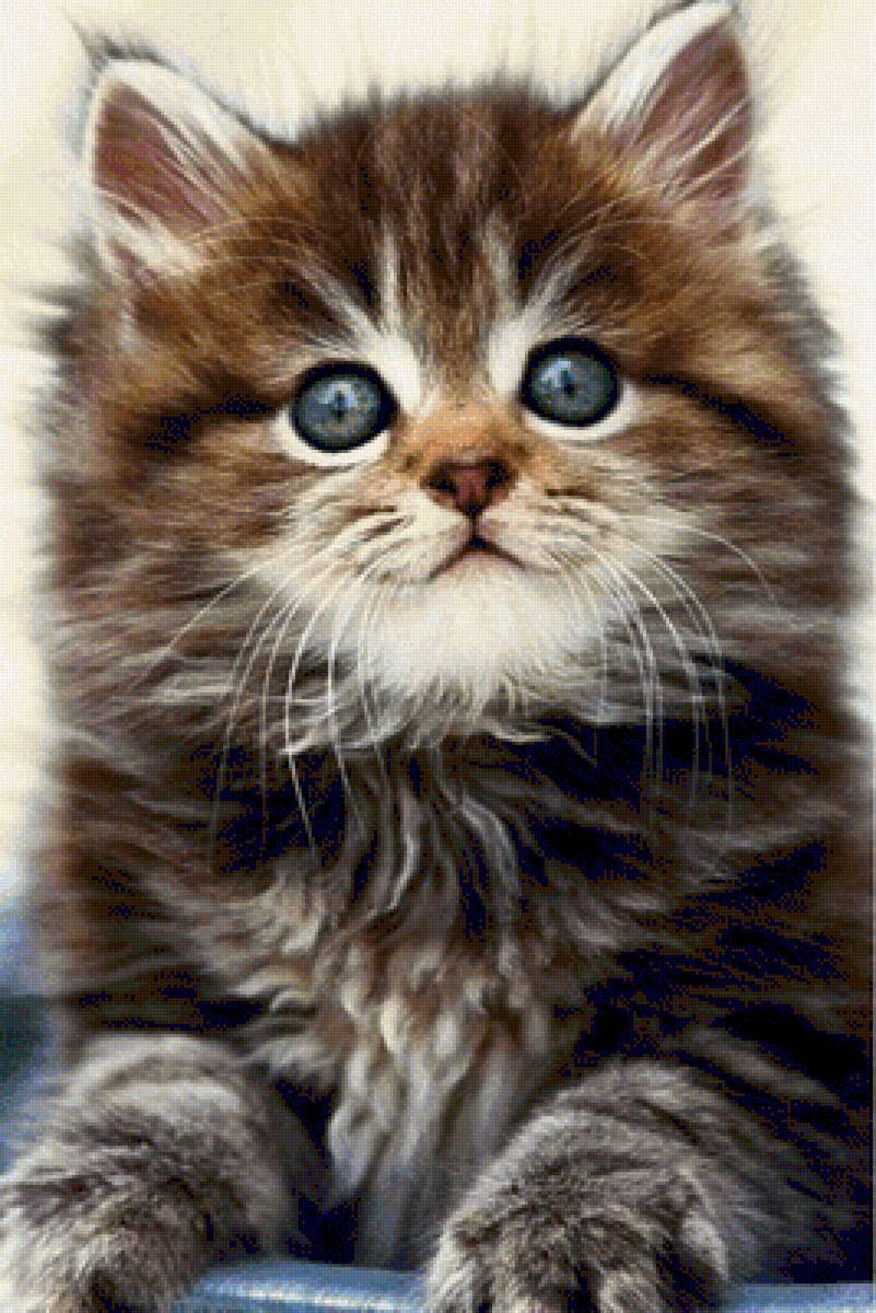 Котенок - кошки, животные, котенок - предпросмотр