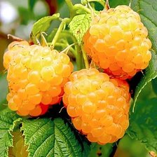 Схема вышивки «Ягода малина»