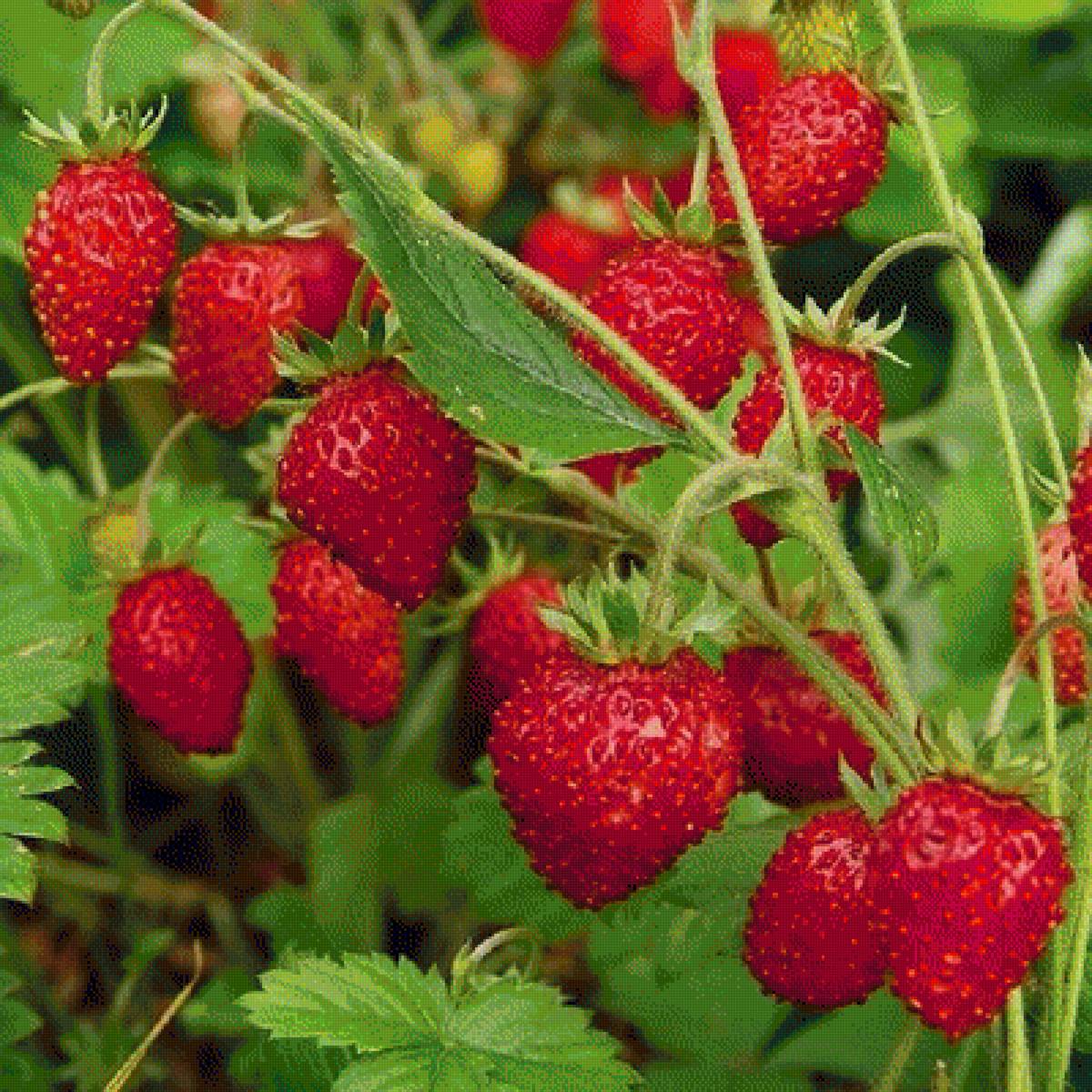 Лесная земляника - земляника, ягоды - предпросмотр