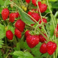 Схема вышивки «Лесная земляника»