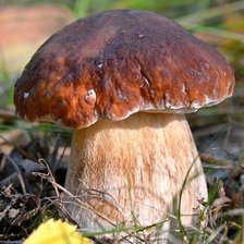 Схема вышивки «Белый гриб»