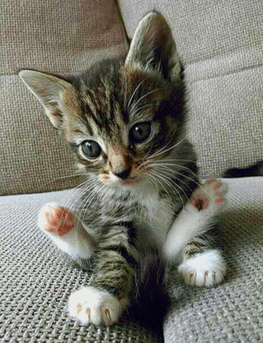 Пушистик - животные, кошки, котенок - предпросмотр