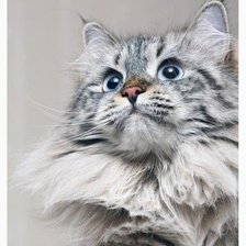 Схема вышивки «Усатый, полосатый»