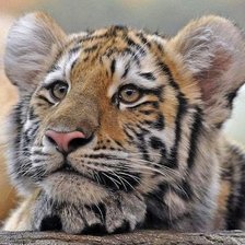 Схема вышивки «дикие»