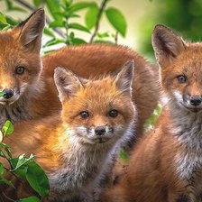 Схема вышивки «№2007681»