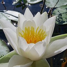 Нежная красавица