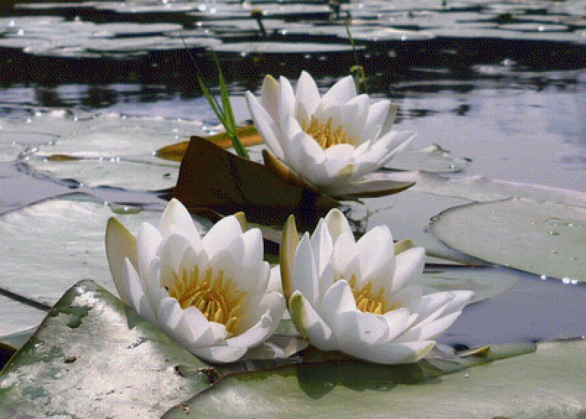 Трио - кувшинка, цветы - предпросмотр