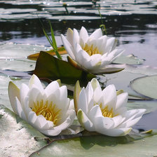 Схема вышивки «Трио»