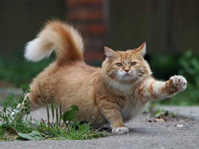 Вот я какой! - кошки, животные - оригинал