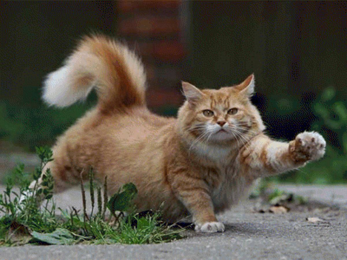 Вот я какой! - животные, кошки - предпросмотр