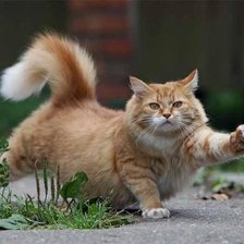 Схема вышивки «Вот я какой!»