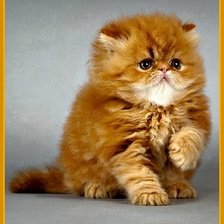 Схема вышивки «Рыжий пушистик»