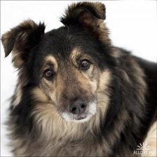 Схема вышивки «Лохматый друг»