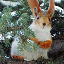 Схема вышивки «дикие»