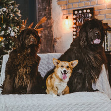 Схема вышивки «Новый год»