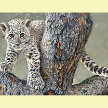 Схема вышивки «Маленький лео.»