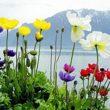 Схема вышивки «Пейзаж с маками»