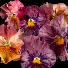 Схема вышивки «Виолы»