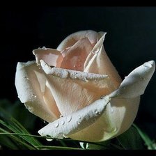 Схема вышивки «В каплях росы»