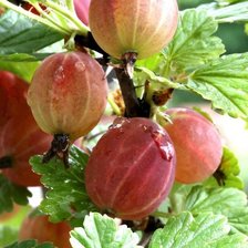 Схема вышивки «Крыжовник»