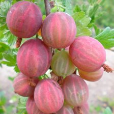 Схема вышивки «Сладка ягода»