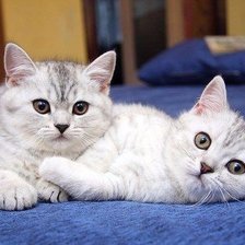 Схема вышивки «Котики»