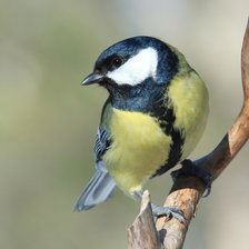 Схема вышивки «Синичка»