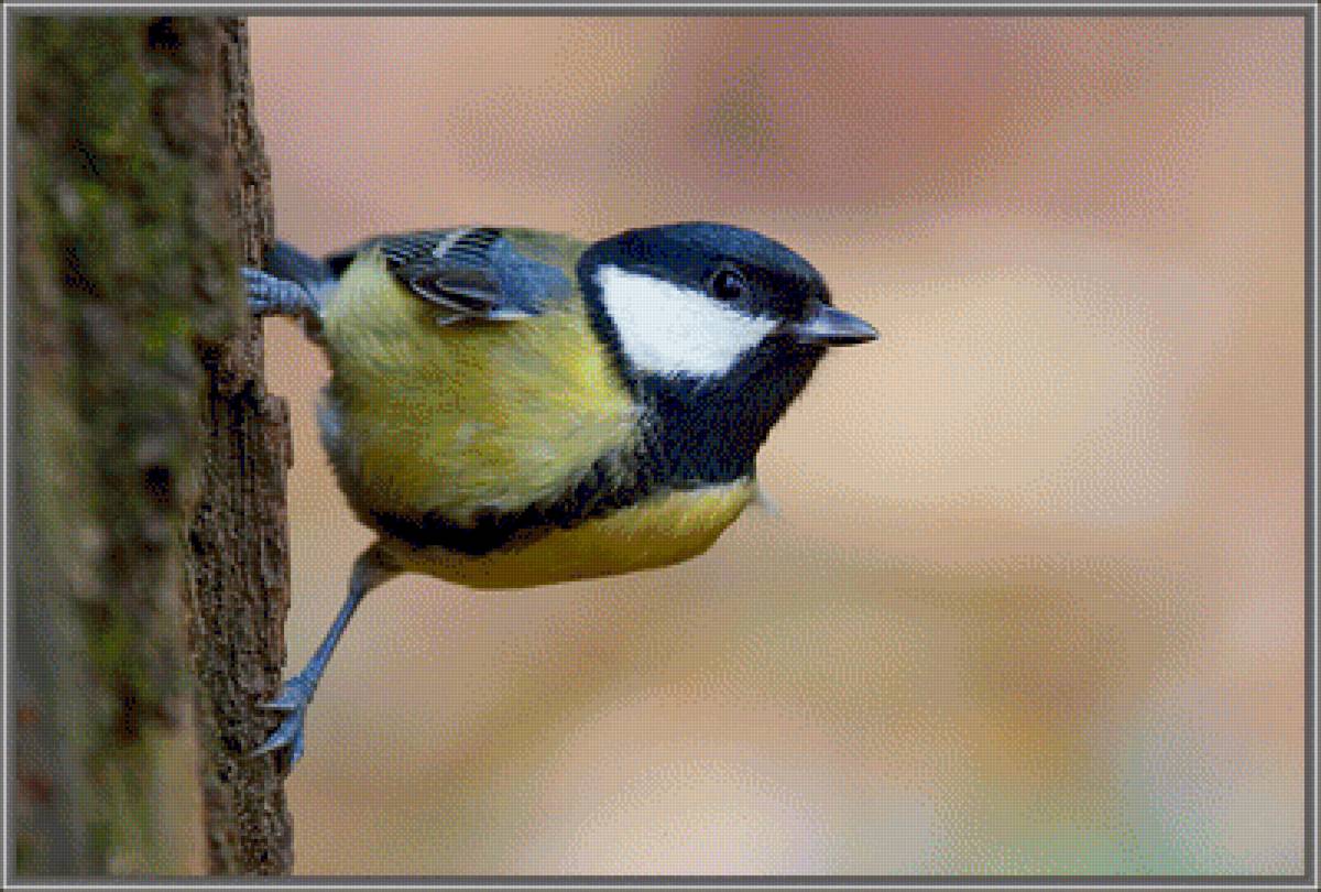 Птичка-невеличка - птицы, синица - предпросмотр
