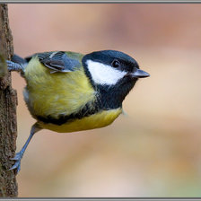 Схема вышивки «Птичка-невеличка»