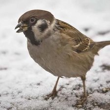 Схема вышивки «Воробьишка»