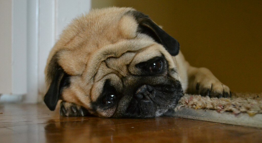 Обиделся - животные, собаки - оригинал