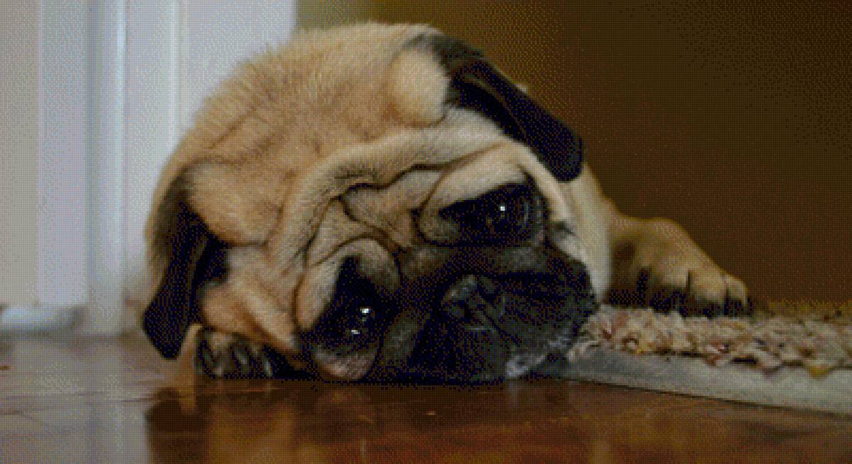 Обиделся - собаки, животные - предпросмотр