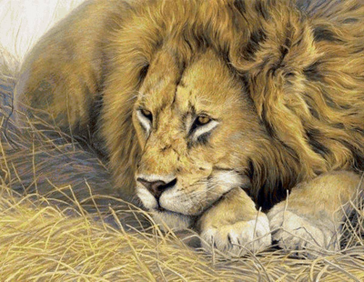 дикие - предпросмотр