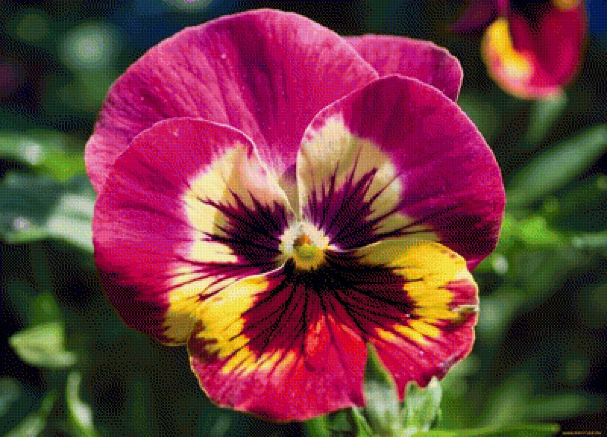 Анютины глазки - анютины глазки, цветы - предпросмотр