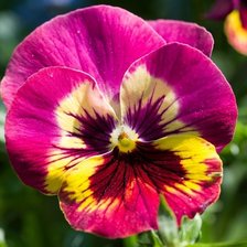 Схема вышивки «Анютины глазки»