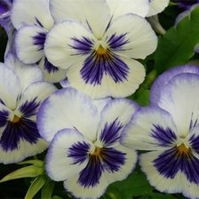 Схема вышивки «Анютины глазки»