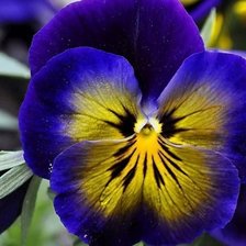 Схема вышивки «Анютины глазки»