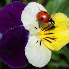 Схема вышивки «На цветке»