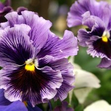 Схема вышивки «Анютины глазки»